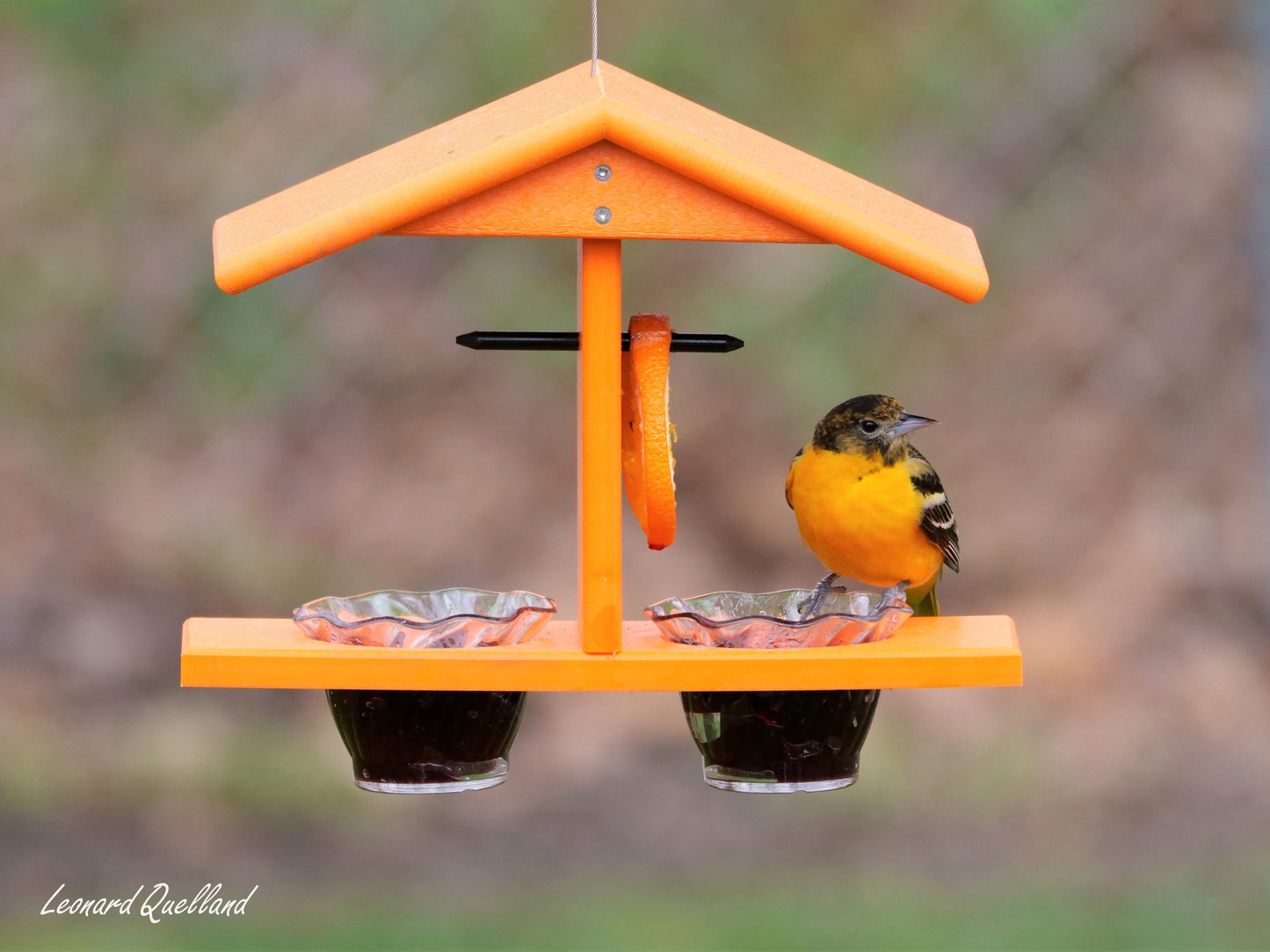 Oriole Bird Feeder, Double-Cup Jelly Feeder with Pegs for Oranges