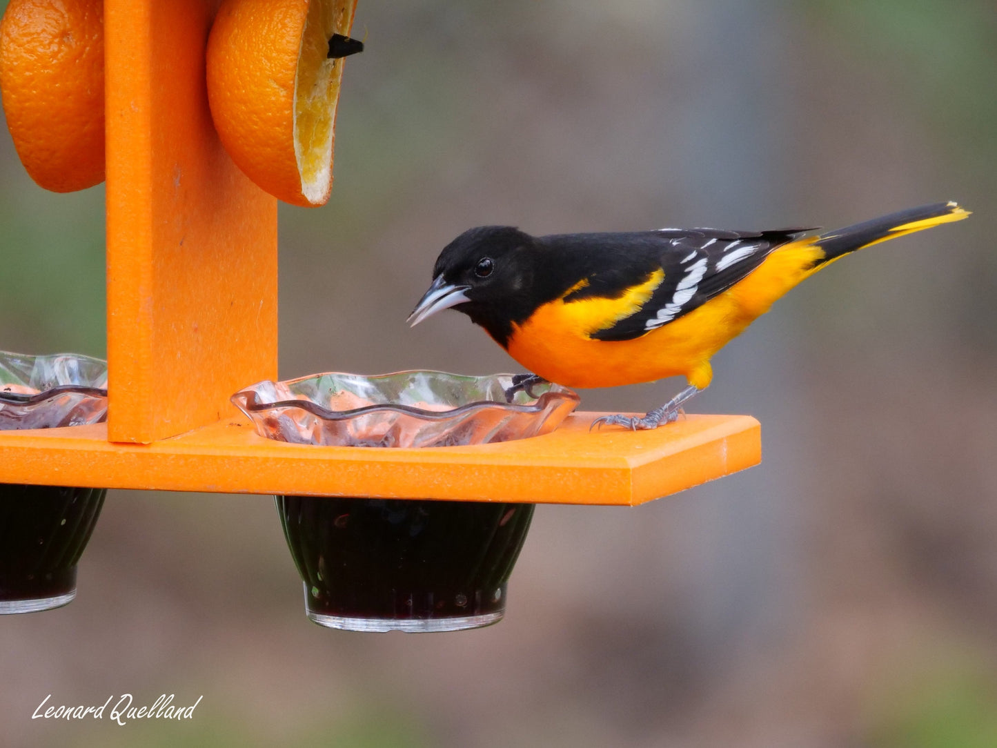 Oriole Bird Feeder, Double-Cup Jelly Feeder with Pegs for Oranges