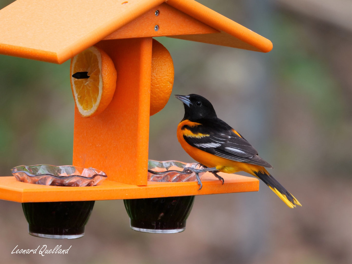 Oriole Bird Feeder, Double-Cup Jelly Feeder with Pegs for Oranges