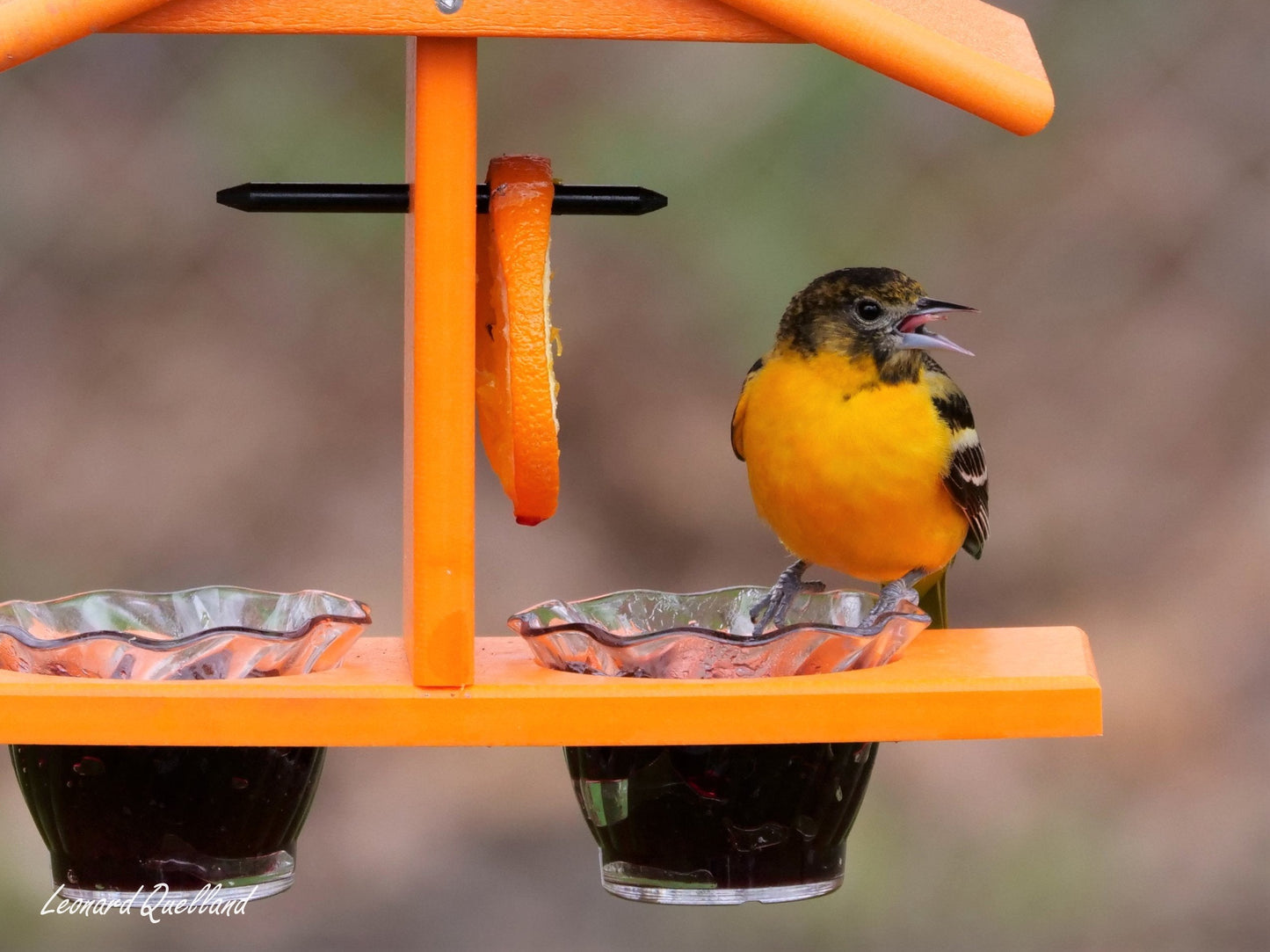 Oriole Bird Feeder, Double-Cup Jelly Feeder with Pegs for Oranges