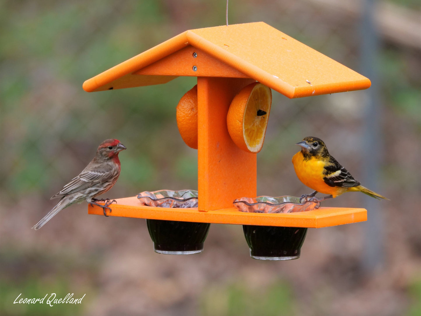 Oriole Bird Feeder, Double-Cup Jelly Feeder with Pegs for Oranges