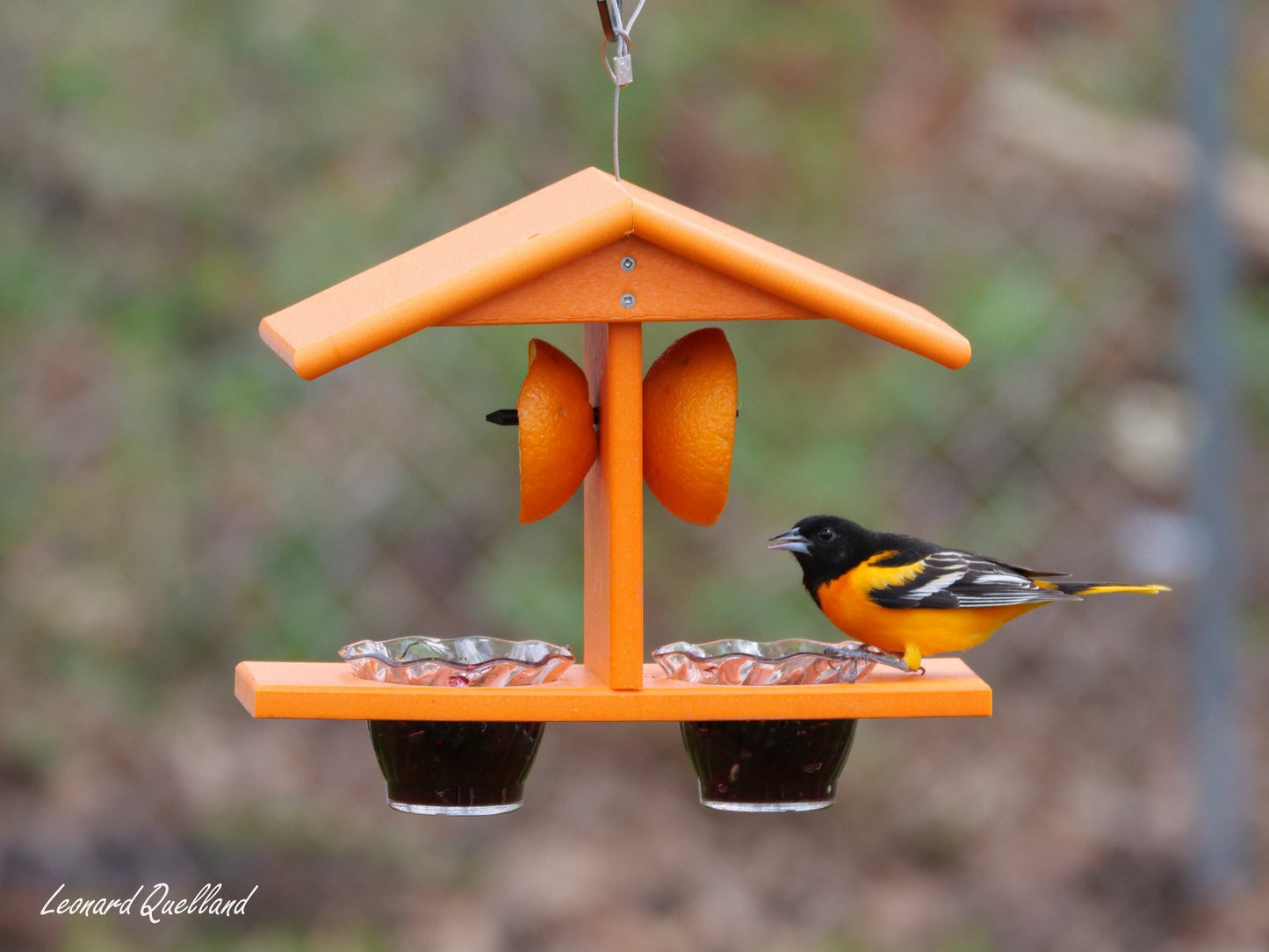 Oriole Bird Feeder, Double-Cup Jelly Feeder with Pegs for Oranges