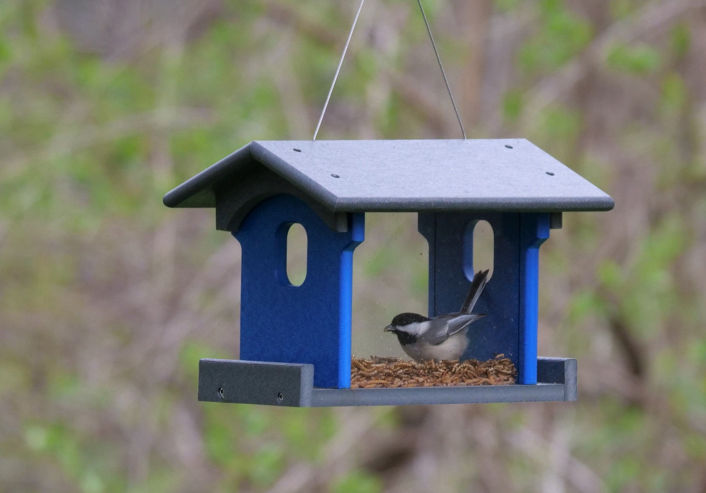 Amish-Made Bluebird Feeder For Feeding Mealworms, Poly Lumber