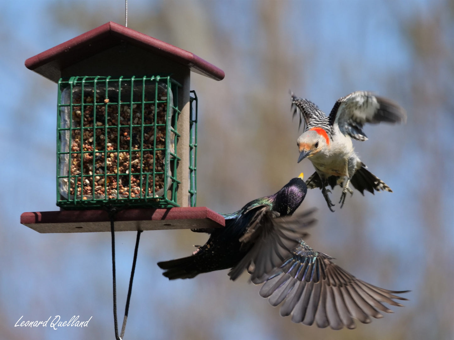 Double Suet-Cake Bird Feeder, Made With Poly Lumber, Amish-Made