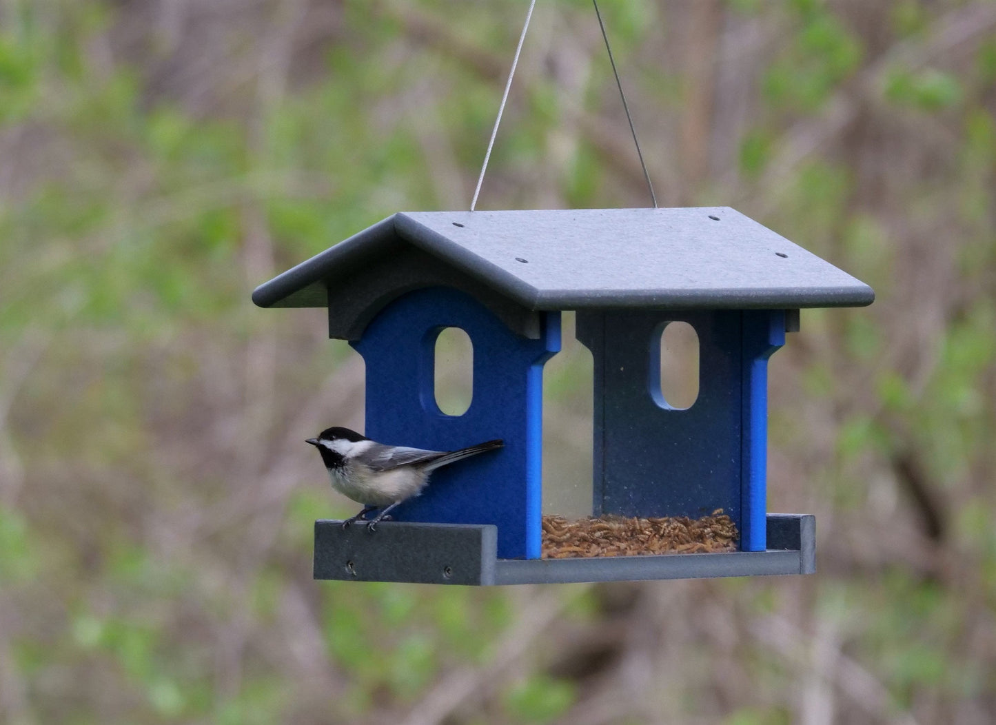 Amish-Made Bluebird Feeder For Feeding Mealworms, Poly Lumber