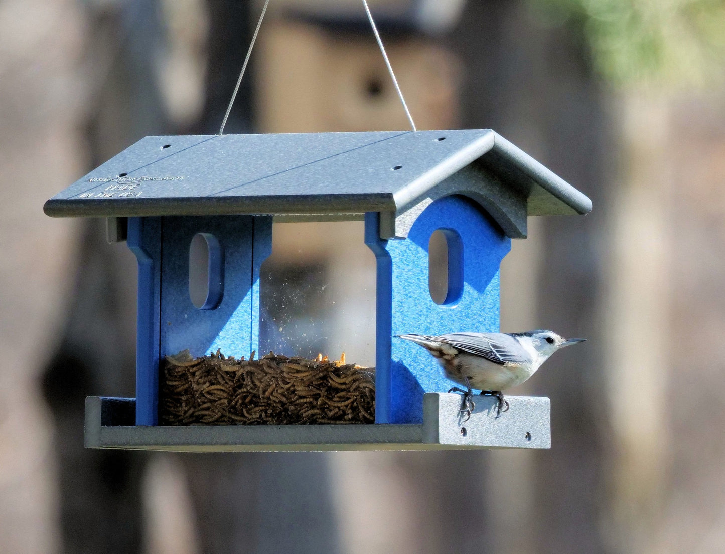 Amish-Made Bluebird Feeder For Feeding Mealworms, Poly Lumber