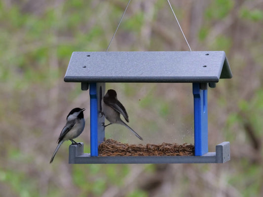 Amish-Made Bluebird Feeder For Feeding Mealworms, Poly Lumber