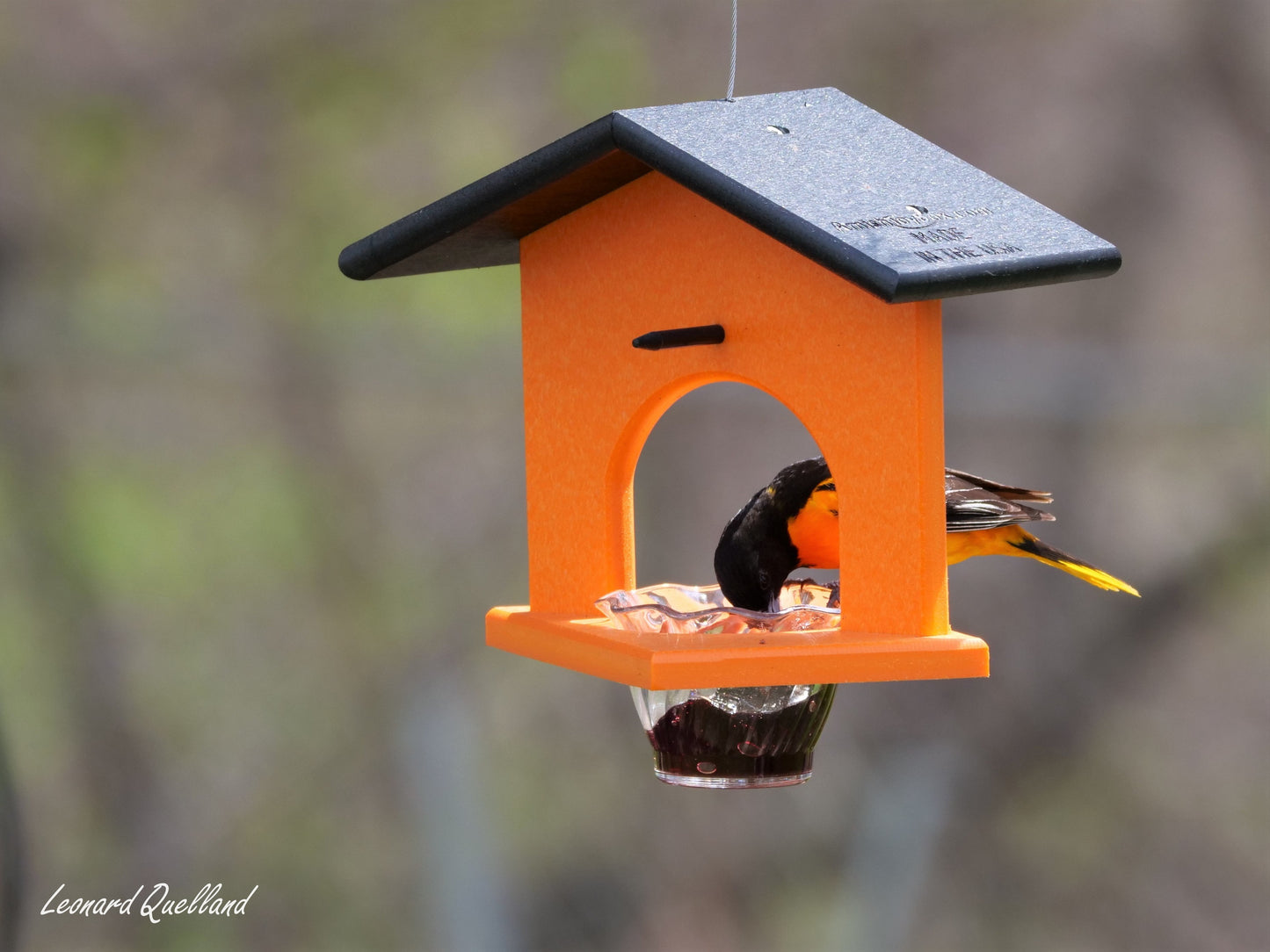 Hanging Oriole Jelly and Orange Bird Feeder, Eco-Friendly Poly Lumber