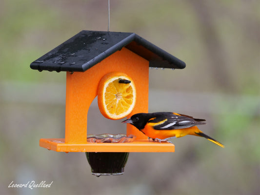 Hanging Oriole Jelly and Orange Bird Feeder, Eco-Friendly Poly Lumber